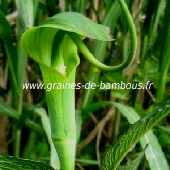 arisaema-tortuosum-www-graines-de-bambous-fr.jpg