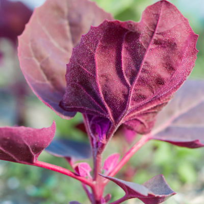 Arroche rouge graines de bambous fr