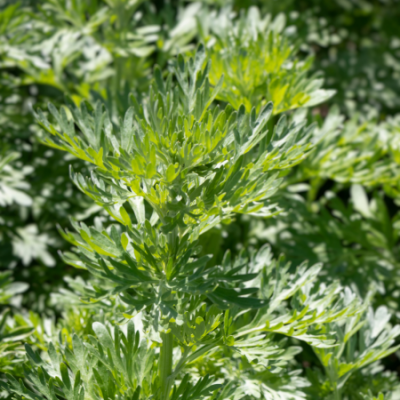 Artemisia absinthium www graines de bambous fr