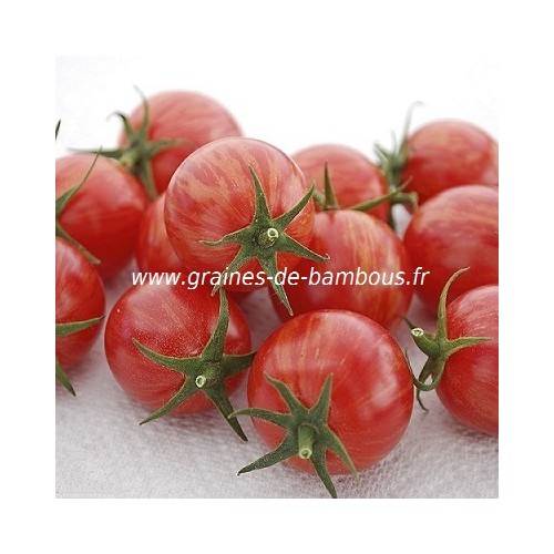 Artisan pink bumble bee graines de tomate
