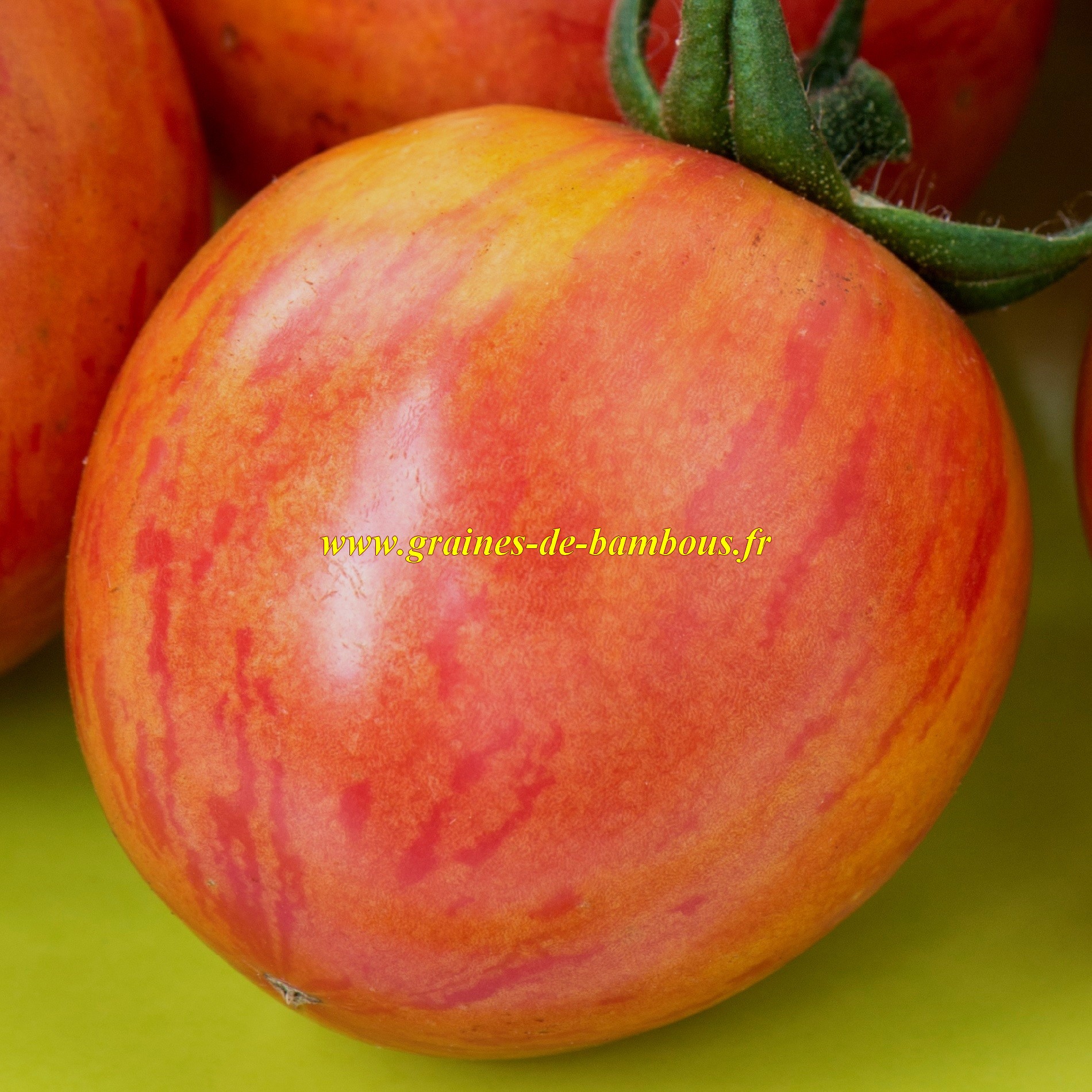 Artisan pink bumble bee tomate graines