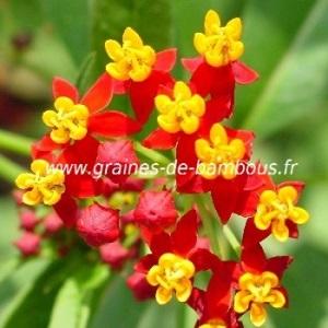 Asclepiade de curacao asclepias curassavica graines