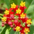 Asclepiade de curacao asclepias curassavica
