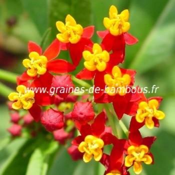 Asclepiade de curacao asclepias curassavica