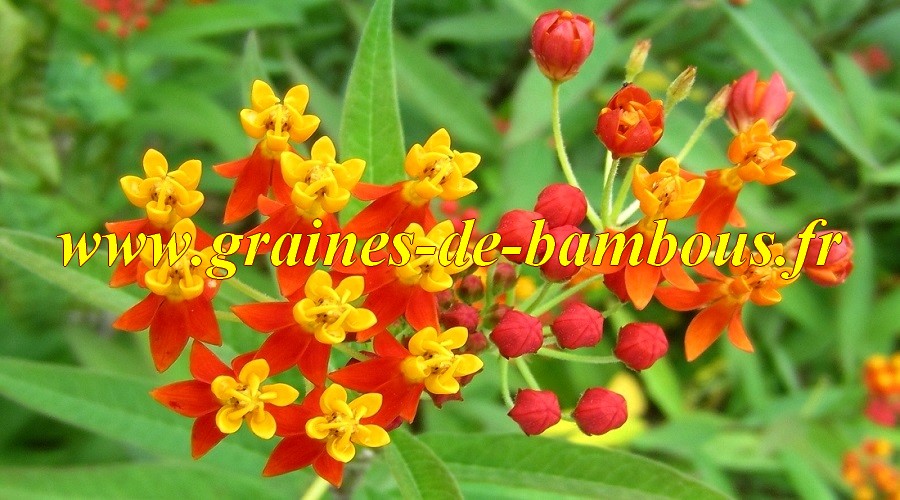 Asclepias curassavica graines de bambous fr