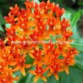 Asclepias tuberosa graines de bambous fr 1