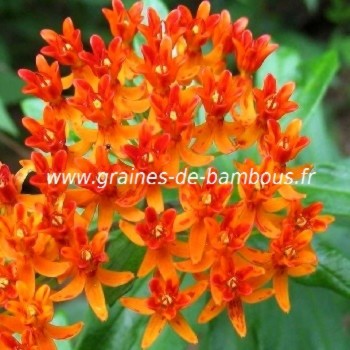 Asclepias tuberosa graines de bambous fr