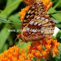 Asclepias tuberosa papillons