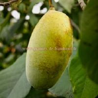 Asiminier fruit