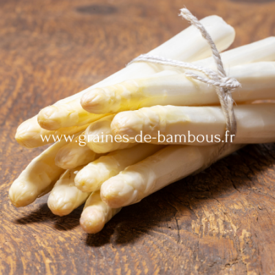 Asperge blanche argenteuil www graines de bambous fr
