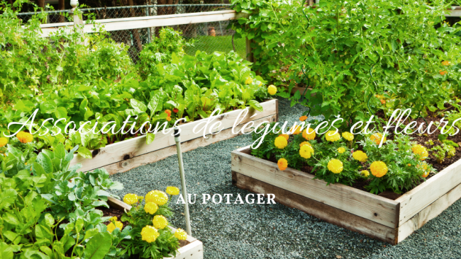 Associations de legumes et fleurs au potager 1