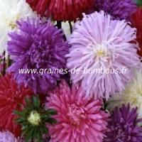 Aster plume d autruche semences