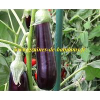 Aubergine barbentane graines de bambous fr 1