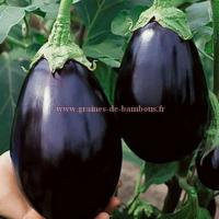 Aubergine black beauty graines de bambous fr