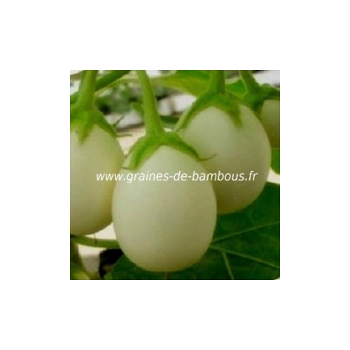 Aubergine blanche ronde a oeuf graines de bambous fr