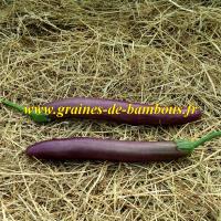 Aubergine long purple sur notre site graines de bambous fr