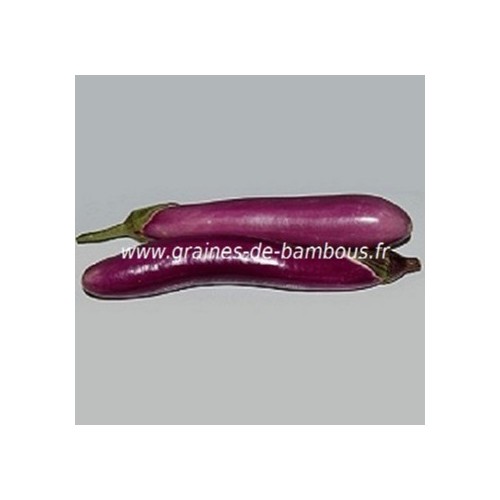 Aubergine ping tung graines de bambous fr