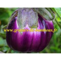 Aubergine rosa bianca sur graines de bambous fr