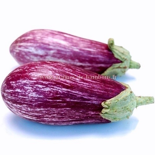 Aubergine tsakoniki