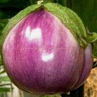 Aubergine variete rosa bianca graines de bambous fr