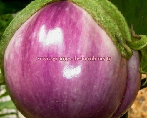 Aubergine variete rosa bianca graines de bambous fr