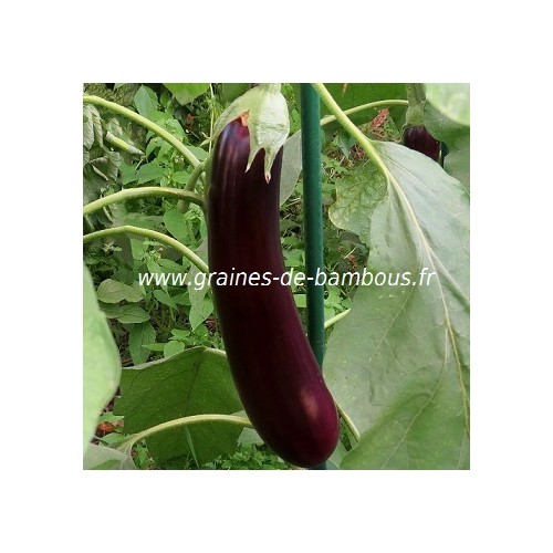 Aubergine violette longue de barbentane graines non traitees