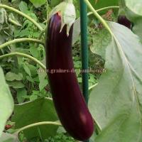 Aubergine violette longue de barbentane graines