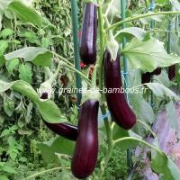 Aubergine violette longue de barbentane