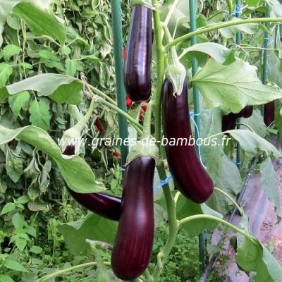 Aubergine violette longue de barbentane