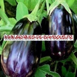 Aubergine black beauty 1000 graines