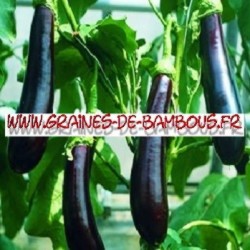 Aubergine