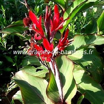 balisier-canna-indica-www-graines-de-bambous-fr.jpg