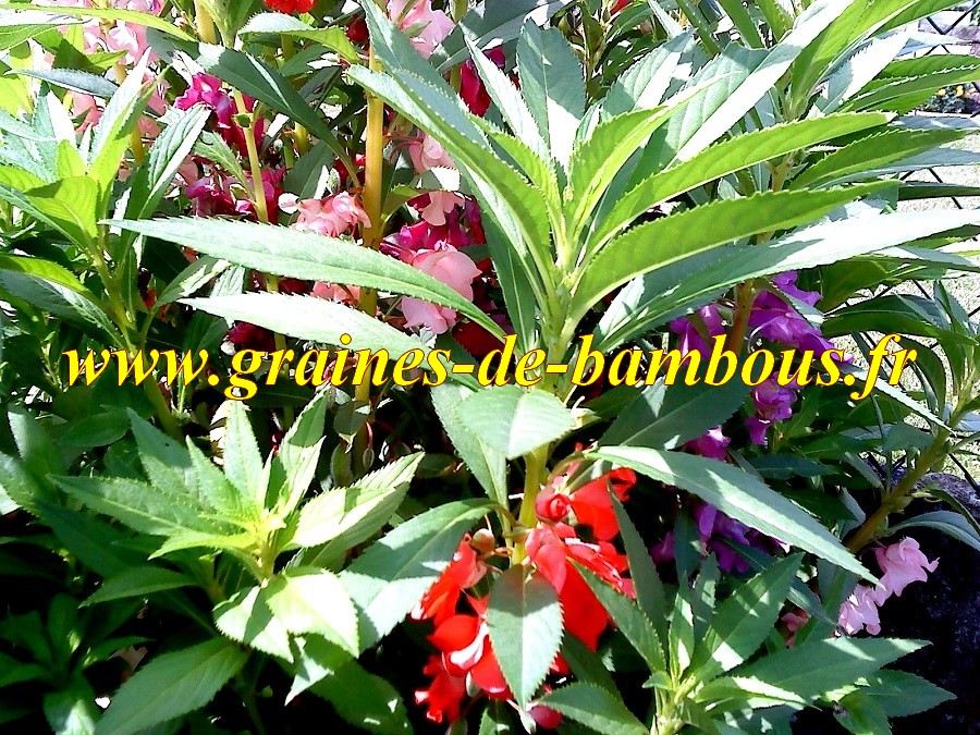 Balsamine impatiens fleurs de camelias doubles variees