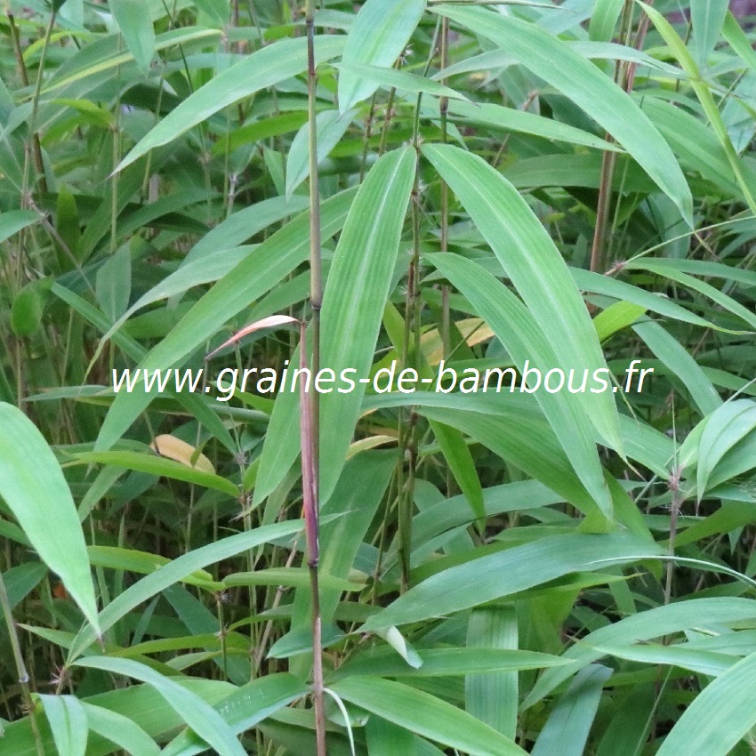Bambou 5 litres feuilles
