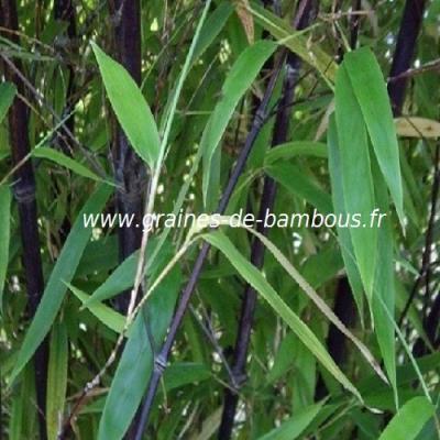Bambou albocerea noir pourpre