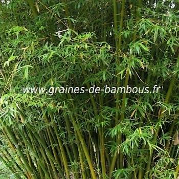 Bambusa Arundinacea 30 graines réf.331