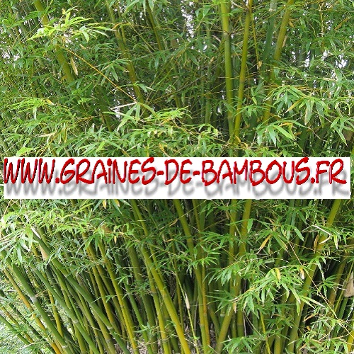 bambou-bambusa-arundinacea-1000-graines-www-graines-de-bambous-fr.jpg