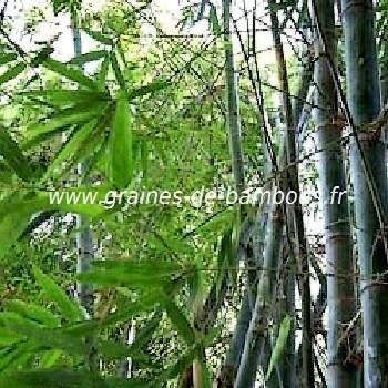 Bambou bambusa blumeana