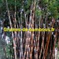 Bambou bambusa polymorpha graines