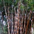 Bambusa Polymorpha réf.349