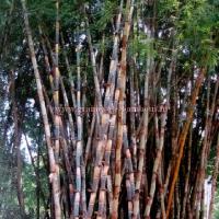 Bambou bambusa polymorpha