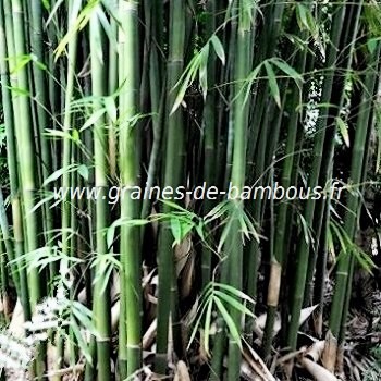 3 graines bambou cespiteux Bambusa lapidea 