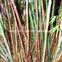 Bambou chimonocalamus delicatus