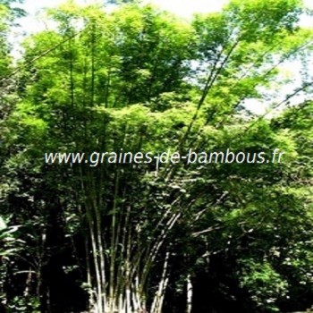 Bambou dendrocalamus asper graines