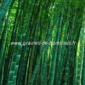 Bambou dendrocalamus bangladesh 50 graines