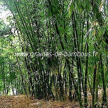 Bambou dendrocalamus calostachyus 100 graines