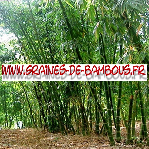 bambou-dendrocalamus-calostachyus-1000-graines-www-graines-de-bambous-fr.jpg