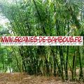 Bambous Dendrocalamus Calostachyus 1000 graines