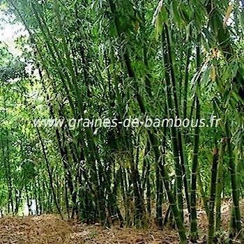 Bambou dendrocalamus calostachyus