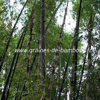 Bambou dendrocalamus cv grandis 20 graines